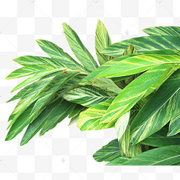 艳山姜热带植物叶子手绘霜降红彼岸花红枫绿植树枝树叶木材热带网红