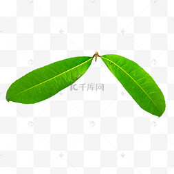 两片树叶叶子三颗印度醋栗和两片叶子两片树叶植物两片热带叶子植物两