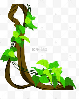 树藤植物