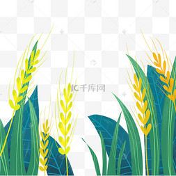 麦穗叶子