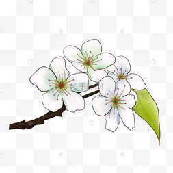 凤梨花线描手绘插画卡通手绘植物插画樱花梨花花朵卡通插画手绘古风