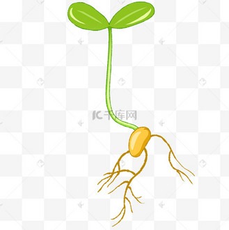 豆芽绿色食品保护自然蔬菜