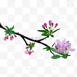 植高清
