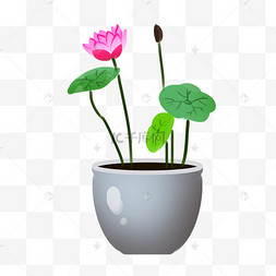 荷花花盆