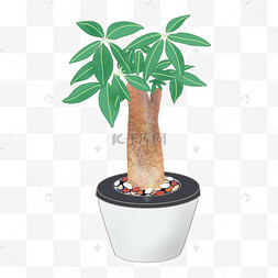 发财树素材