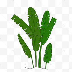 卡通简笔画芭蕉树