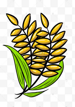 秋季养生稻子手绘设计图