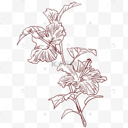手绘鲜花线描