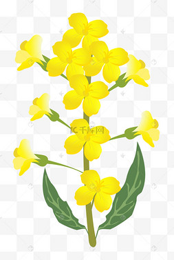 油菜花手绘素材