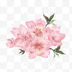水彩重瓣樱花粉色花朵花团