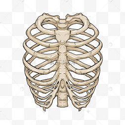 肋骨医学骨骼卡通模型