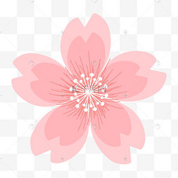 白色花蕊线条粉色樱花