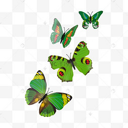 蝴蝶绿色多彩花纹