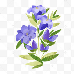 诞生花日本九月生日花龙胆花水彩