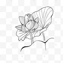 莲花盛开图片-莲花盛开图片素材免费下载-千库网