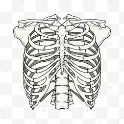 卡通肋骨