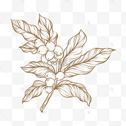 素描风格咖啡叶茂盛枝叶食物原料插画矢量手绘卡通咖啡杯生长植物复古