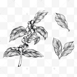 叶咖啡图片-叶咖啡图片素材免费下载-千库网