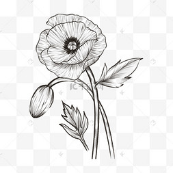 素描风格草图线条华丽罂粟花朵