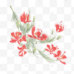 水彩凤凰花树盛开