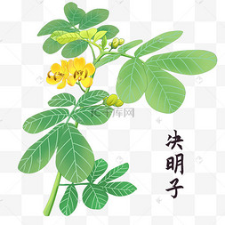 草本纲目中药决明子