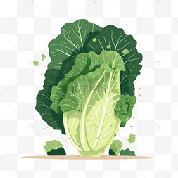 猪拱白菜图片图片_生菜青菜白菜有机蔬菜