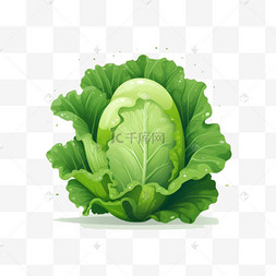 有机蔬菜图片_生菜青菜白菜有机蔬菜