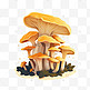 有机蔬菜蘑菇茶树菇