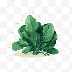 扁平绿色蔬菜青菜