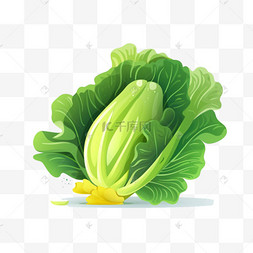 绿色白菜图片_有机蔬菜青菜生菜白菜