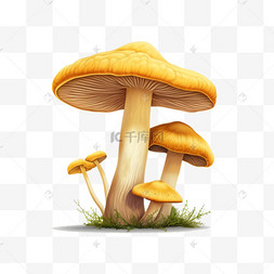 蘑菇菌图片_新鲜的蔬菜蘑菇菌菇蔬菜