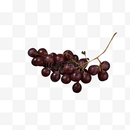 新鲜黑加仑图片_一串紫色葡萄水果