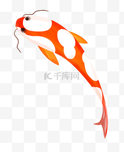 鱼胡须图片_手绘红白色锦鲤