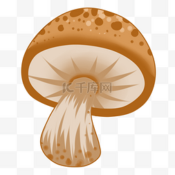 蘑菇种植肉菌营养
