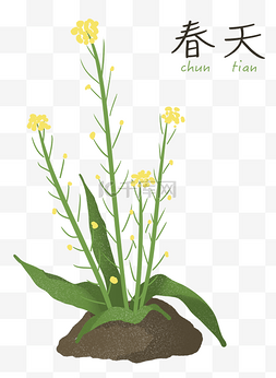 黄色泥土图片_春天油菜花万物复苏