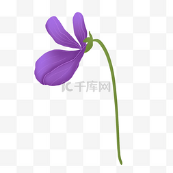 紫色浪漫美丽蝴蝶花