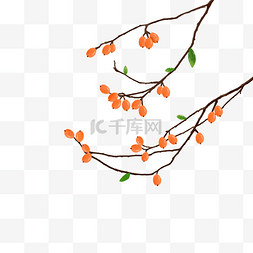 枇杷果实枝叶纯手绘png