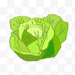 素菜卡通图片_蔬菜品种包菜卷心菜矢量图