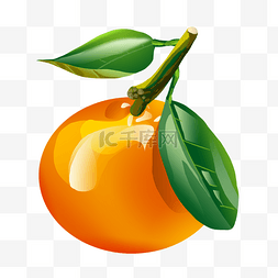 橘子插画素材图片_水果橙子橘子插画