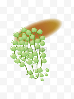 多肉植物珍珠吊兰手绘小清新线条