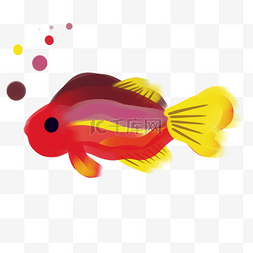  红色条纹鱼  