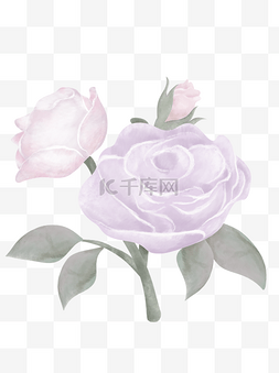 清新玫瑰花图片_典雅手绘紫色玫瑰花