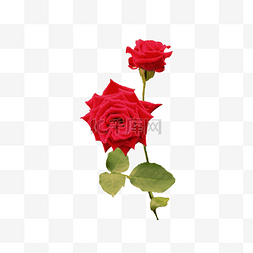 红色的花丛图片_一朵美丽的红玫瑰