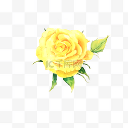 手绘水彩单朵黄玫瑰png
