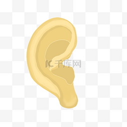人体器官耳朵
