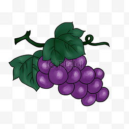 新鲜水果葡萄插画
