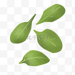 绿色清新植物生长图片_菠菜植物蔬菜