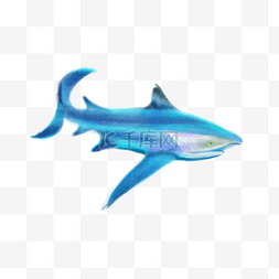 鲨鱼游动图片_蓝色的大鲨鱼设计图