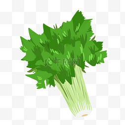 火锅底图片_一把绿色香菜插画