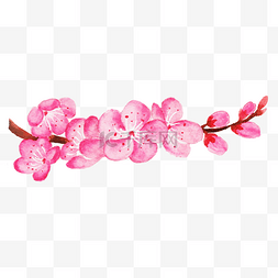 花卉植物图片_精致的水彩梅花插画